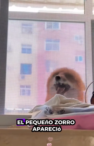 R1711004 Zorros rescatados (Parte 2)