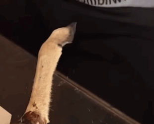 R1711005 Rescate de ciervos (Parte 2)