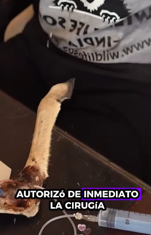 R1711005 Rescate de ciervos (Parte 2)