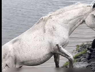 R1711006 Caballo de rescate (Parte 2)