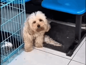 H1711004 La perrita que aprendió sobrevivir arrastrándose (Parte 2)