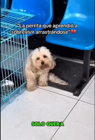 H1711004 La perrita que aprendió sobrevivir arrastrándose (Parte 2)