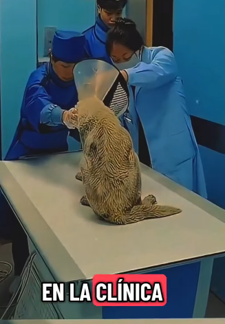 H1811002 lo encontró en la calle lo llevó casa(Parte 2)