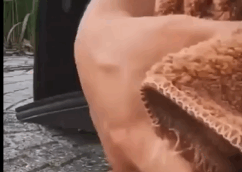 Perrito se encontraba solo asustado en la carretera #subscribe#shorts#virals part2