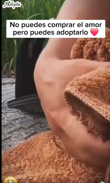 Perrito se encontraba solo asustado en la carretera #subscribe#shorts#virals part2