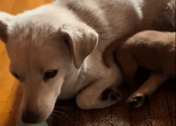 One gentle hand can erase years of fear (Part 2)