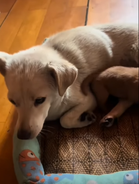 One gentle hand can erase years of fear (Part 2)