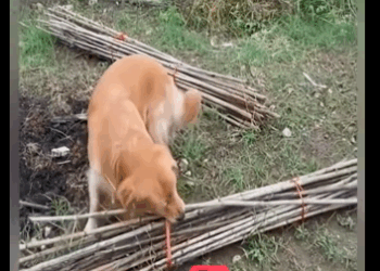 H1811005 Toby el Golden retriever que todos queremos (Parte 2)