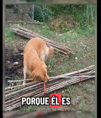 H1811005 Toby el Golden retriever que todos queremos (Parte 2)