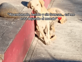 H1711005 Abandonado, herido sin fuerzas así me está dejando el mundo (Parte 2)