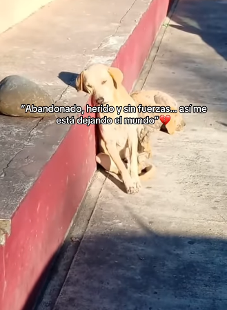 H1711005 Abandonado, herido sin fuerzas así me está dejando el mundo (Parte 2)