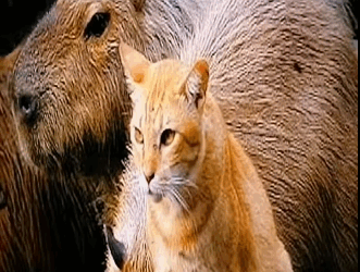 H1811003 este gato cree que es un capibara (Parte 2)