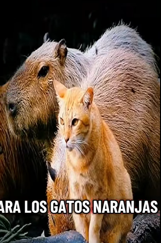 H1811003 este gato cree que es un capibara (Parte 2)