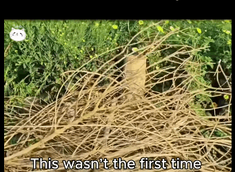 A1711001 She carried all of her babies to me one by one (Part 2)