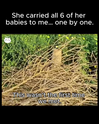 A1711001 She carried all of her babies to me one by one (Part 2)