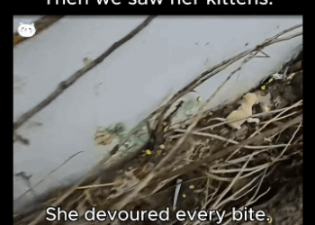 A1711002 We found her chewing wood (Part 2)