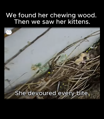 A1711002 We found her chewing wood (Part 2)