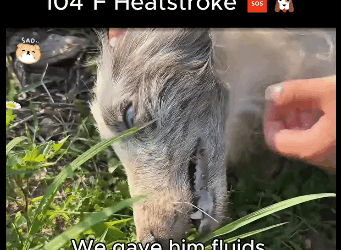 A1711003 How We Saved Him Heatstroke (Part 2)