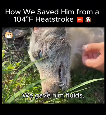 A1711003 How We Saved Him Heatstroke (Part 2)