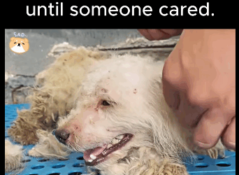 A1711009 Left behind too many times he gave up until someone cared (Part 2)