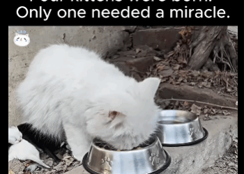 A1711007 Four kittens were born (Part 2)