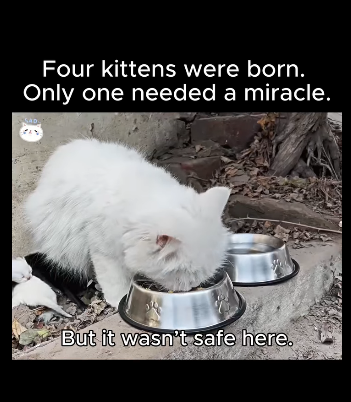 A1711007 Four kittens were born (Part 2)