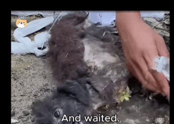 A1711012 dog in sack (Part 2)