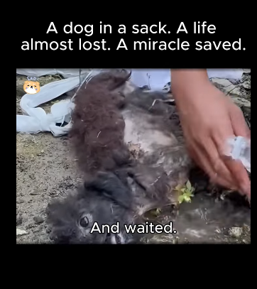 A1711012 dog in sack (Part 2)