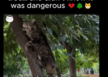 A1711008 She placed her kitten in tree she didn know it was dangerous (Part 2)