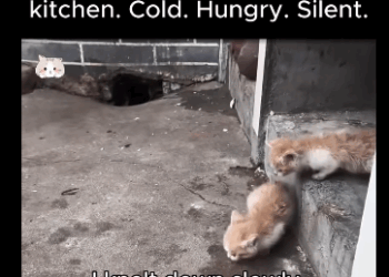 A1711011 Three kittens hid in my kitchen (Part 2)