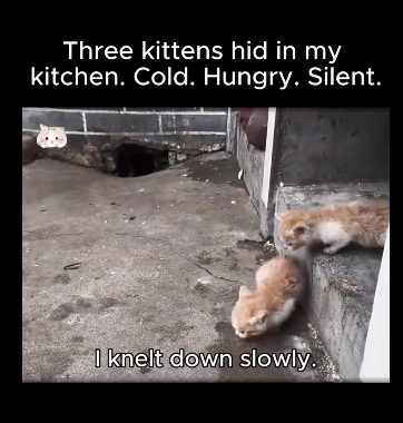 A1711011 Three kittens hid in my kitchen (Part 2)