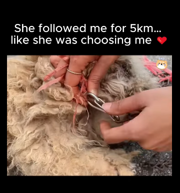 A1711005 She followed me 5km like she was choosing me(Part 2)