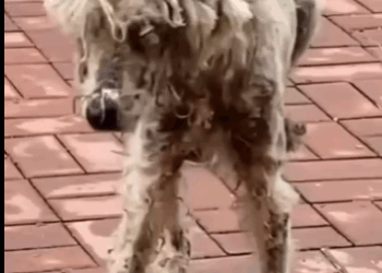 Rescue doesn’t end with saving — it begins with love (Part 2)