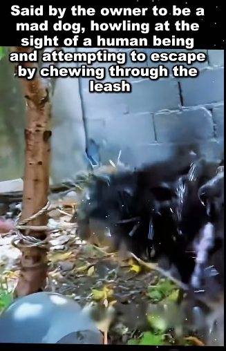 E1511001 From fear to hope — watch this little life shine again (Part 2)