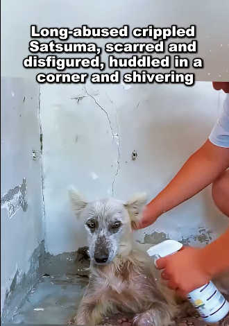 E1511001 From fear to hope — watch this little life shine again (Part 2)