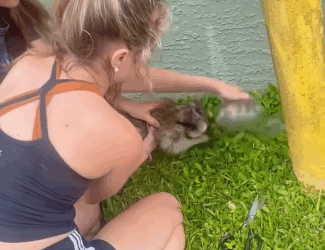 A1711010 Rescatar mapaches (Parte 2)