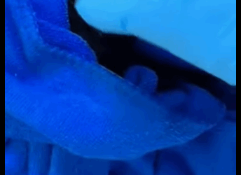 A1711007 Rescatar los cuervos (Parte 2)