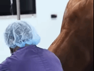 A1711008 Rescue Horse (Parte 2)