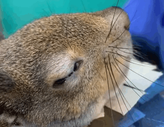 A1711011 Rescue squirrels (Parte 2)