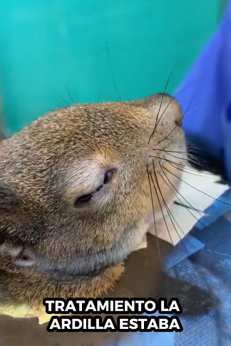 A1711011 Rescue squirrels (Parte 2)