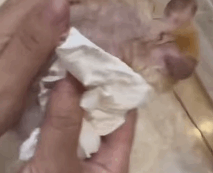 R1811001 Hámsters rescatados (Parte 2)