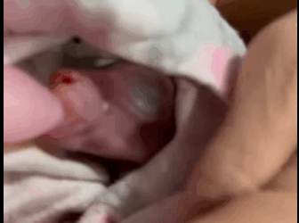 R1811003 Canguros rescatados (Parte 2)