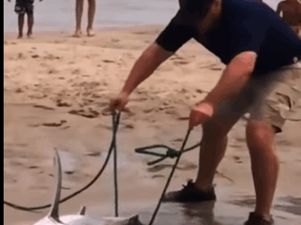 R1811002 Rescatar un tiburón varado (Parte 2)