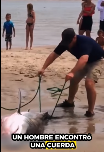 R1811002 Rescatar un tiburón varado (Parte 2)