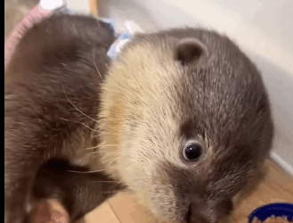 R1711010 encountered an otter when was kayaking then (Part 2)