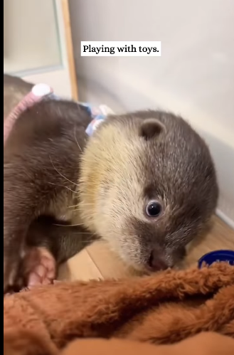 R1711010 encountered an otter when was kayaking then (Part 2)