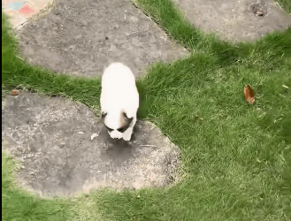 R1711004 girl was walking on road when little puppy ran up to her an (Part 2)