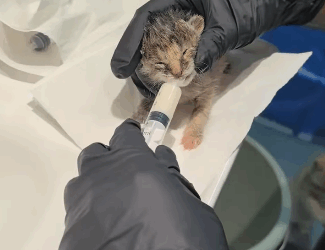 R1711009 saw little kitten on road then (Part 2)