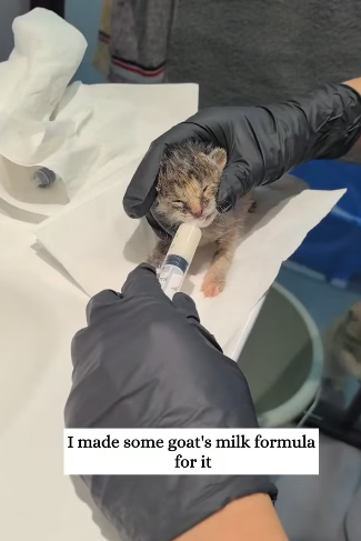 R1711009 saw little kitten on road then (Part 2)