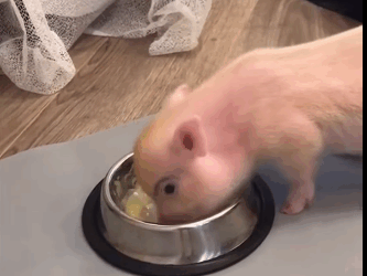 R1711002 Man rescued little pig stuck in wall then (part 2)